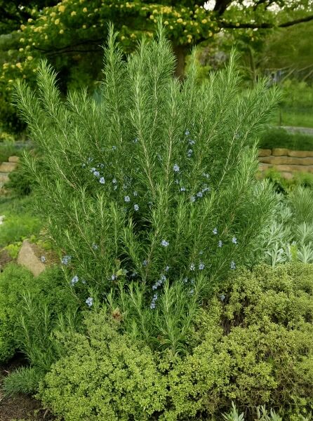 Rosmarinus officinalis 'Miss Jessup's Upright' / Rosmarin 'Miss Jessup's Upright' als aufrecht wachsender Strauch mit nadeligen Blättern und hellblauen Blüten