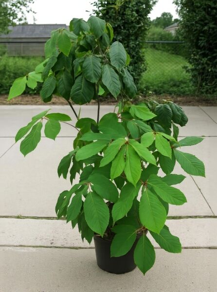 Strauch-Rosskastanie (Aesculus parviflora) 100-125 cm, C20, im Topf mit kräftigem Laub und mehreren Trieben.