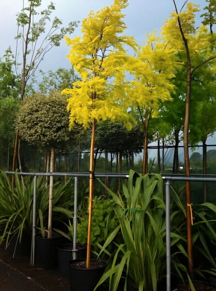 Robinia pseudoacacia 'Frisia' (Goldakazie/Gold-Robinie) Hochstamm 10-12 StU im Container mit gelbem Laub