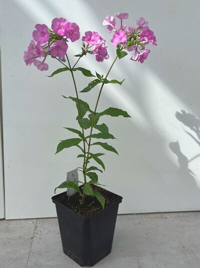 Phlox amplifolia 'Minnehaha' / Großblättrige Flammenblume 'Minnehaha' P11 mit rosa Blüten in Topf