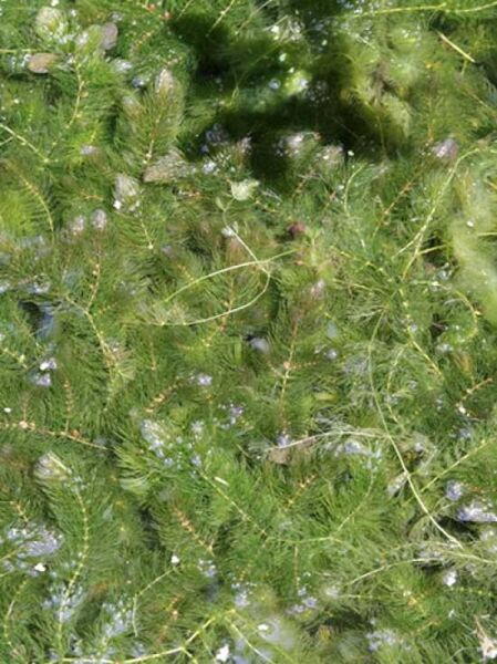 Raues Hornkraut / Ceratophyllum demersum