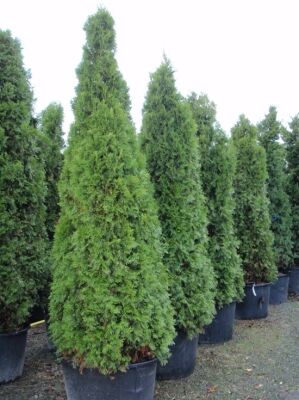 Große Thuja / Lebensbäume ab 300cm Größe günstig kaufen
