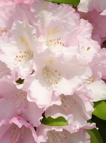 Rhododendron yakushimanum 'Silberwolke' / Rhododendron 'Silberwolke' mit zart rosafarbenen, trichterförmigen Blüten und Staubgefäßen