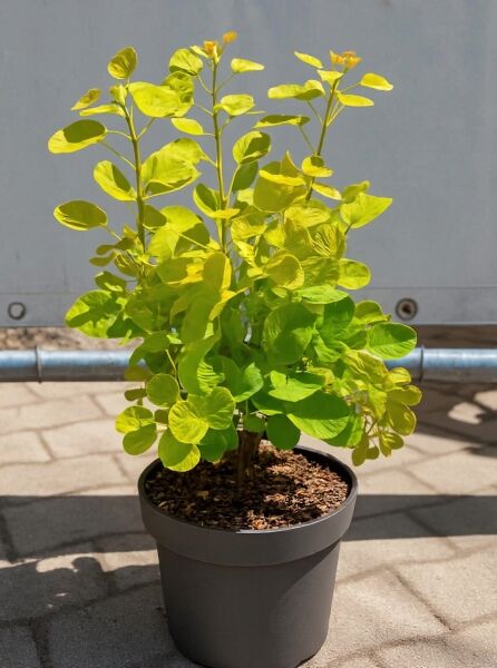 Gold-Perückenstrauch (Cotinus coggygria) 'Golden Spirit®' 40-60 cm C5 im Topf mit gelbgrünem Laub und mehreren Trieben