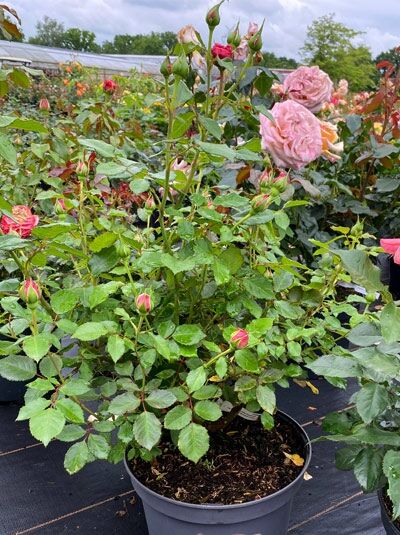 Edelrose 'Bijou Corail' / Edelrose 'Bijou Corail'