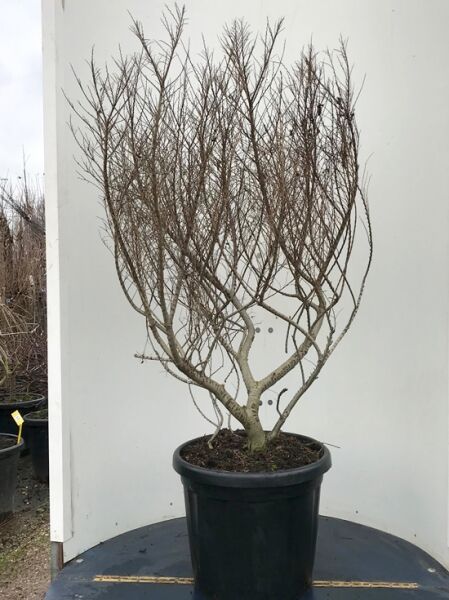 Kleinkronige Ulme 'Jacqueline Hillier' / Ulmus minor 'Jacqueline Hillier'