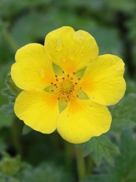 Potentilla megalantha (Großblütiges Fingerkraut) mit gelber, fünfblättriger Blüte und grünen Laubblättern