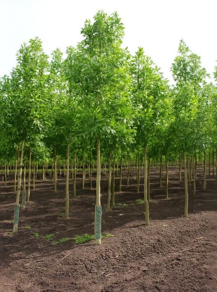 Fraxinus angustifolia 'Raywood' (Purpur-Esche), Schmalblättrige Esche Hochstamm 20-25 StU, mit grünem Laub und geradem Stamm.