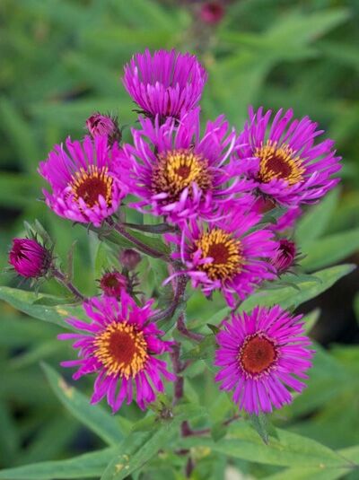 Rauhblatt-Aster Aster novae-angliae 'Andenken an Paul Gerber' mit violettrosa Blüten und gelb-oranger Mitte, grünes Laub