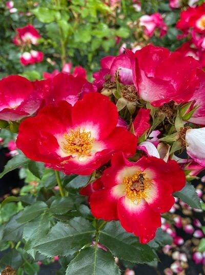 Rosa 'Loki' ® / Beetrose 'Loki' ® mit rot-weiß gefärbten, offenen Blüten und gelben Staubgefäßen, grünes Laub sichtbar