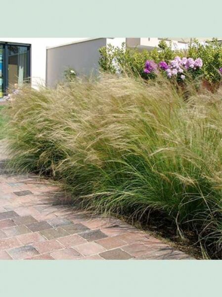 Mexikanisches Federgras / Mädchenhaar  / Stipa tenuissima