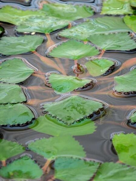 Wassernuss / Trapa natans