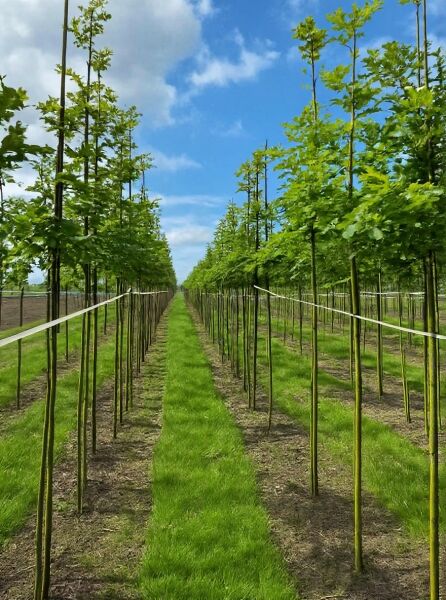 Quercus petraea, Trauben-Eiche/Winter-Eiche Hochstamm 10-12 StU m. Db., junge Bäume in Reihen auf Baumschulfeld