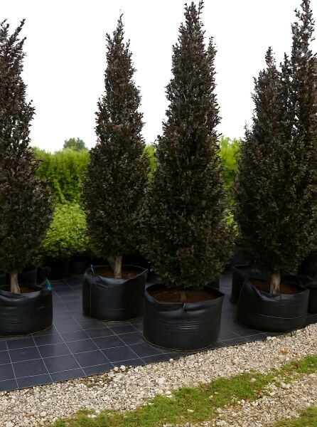 Säulen-Buche 'Purple' (Fagus sylvatica 'Dawyck Purple') 450-500 cm, mehrere säulenförmige Bäume im Container.