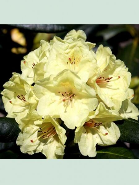 Rhododendron 'Bohlken's Laura' / Rhododendron Hybride 'Bohlken's Laura'