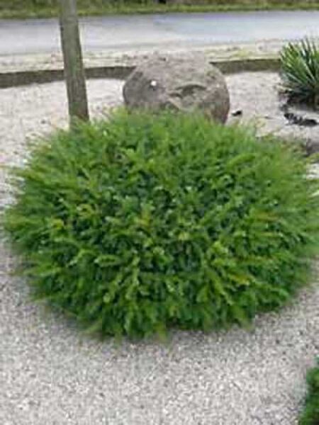 Kissen-Eibe / Tafel-Eibe / Taxus baccata 'Repandens'