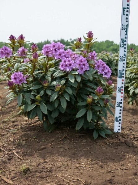 Rhododendron Hybride 'Blaue Jungs' (Rhododendron) Solitär, 80–90 cm Breite, mit violettfarbenen Blüten und dunkelgrünem Laub