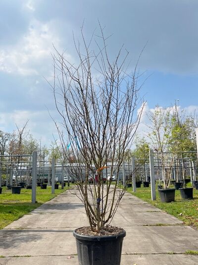 Kreppmyrte / Kräuselmyrte 'Purple Star' mehrstämmig / Lagerstroemia indica 'Purple Star' (876194)