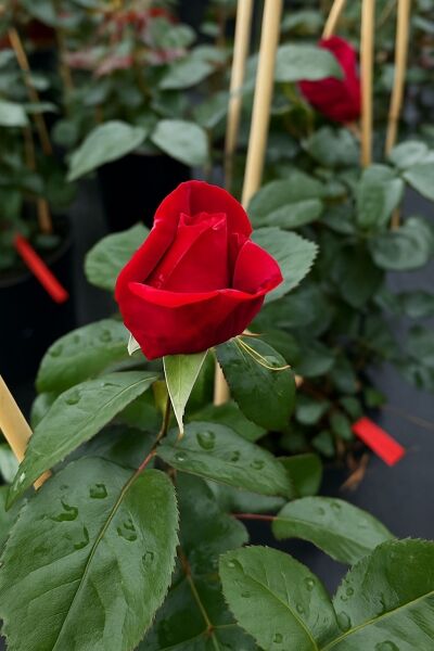 Kletterrose 'Red Flame' / Kletterrose 'Red Flame'