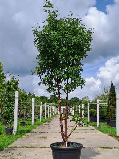 Zimt-Ahorn (Acer griseum) 200-250 cm im Container, mehrstämmiger Baum mit schlankem Stamm und dichter grüner Krone.