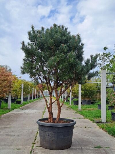 Strauch-Wald-Kiefer (Schirmform) (874451) - Pinus sylvestris 'Watereri' Breit 180 cm x Hoch 190 cm (874451)