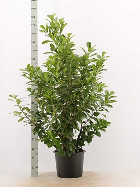 Kirschlorbeer 'Etna' - Prunus laurocerasus 'Etna' - Baumschule NewGarden