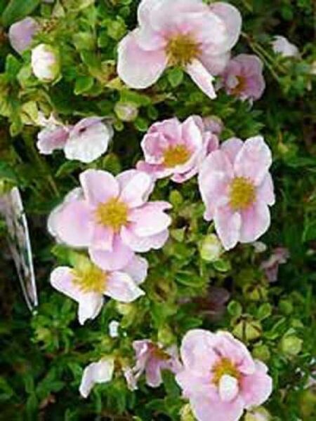 Fünffingerstrauch 'Pink Queen' / Potentilla fruticosa 'Pink Queen'