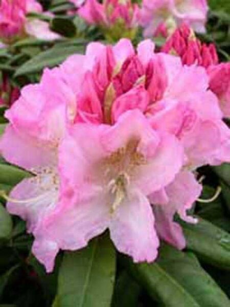 Rhododendron Hybride 'INKARHO Seestadt Bremerhaven' / Rhododendron 'INKARHO Seestadt Bremerhaven'