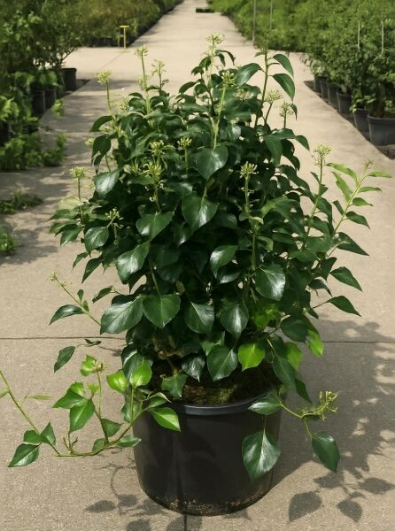 Strauch-Efeu (Hedera helix 'Arborescens') 80–100 cm im C20-Topf, buschiger Wuchs mit glänzend grünen Blättern und Knospen.