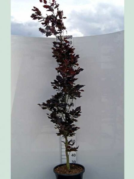 Rote Säulenbuche / Fagus sylvatica 'Rohan Obelisk'