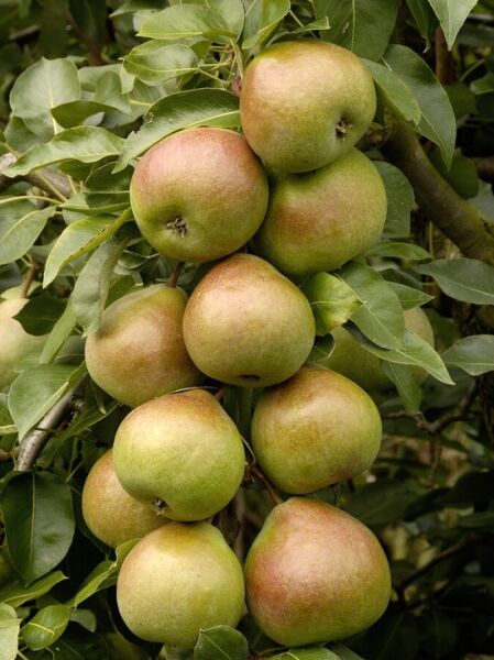 Birne 'Saint Remy' / Pyrus communis 'Saint Remy'