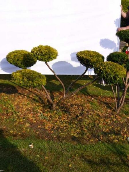 Taxus baccata 'Semperaurea' H: 80 cm B: 130 cm / Garten-Bonsai (0067)