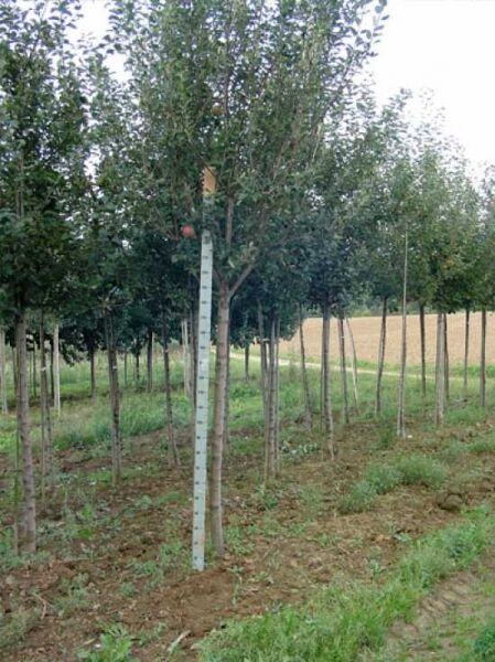 Apfelbaum Malus domestica 'James Grieve' Hochstamm 25-30 StU mit Drahtkorb, Baum in Reihe im Feld stehend.