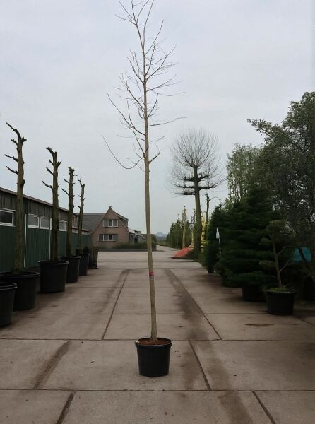 Robinia pseudoacacia 'Bessoniana' (Robinie 'Bessoniana') Hochstamm 10-12 StU im Container, laubloser Stamm mit Krone im Topf