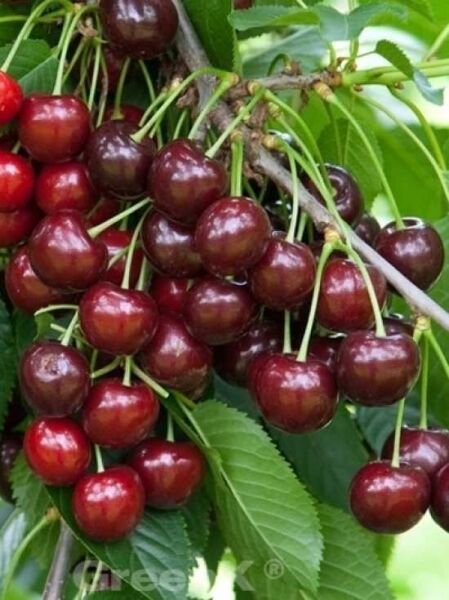 Prunus avium 'Lapins' / Süßkirsche 'Lapins'