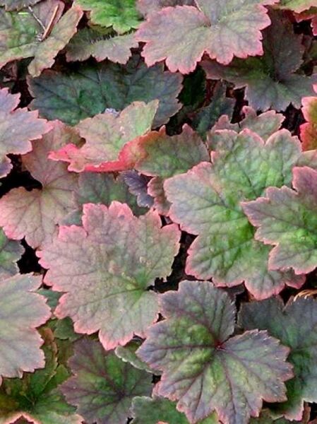 Falsche Allraunwurzel 'Forest Frost' / Tellima grandiflora 'Forest Frost'