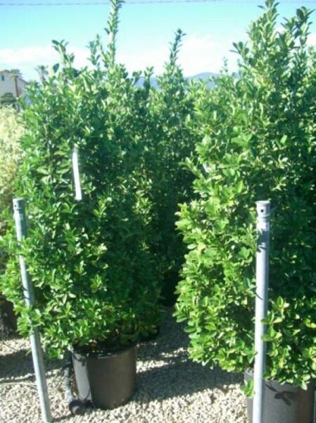 Japanischer Spindelstrauch / Euonymus japonicus