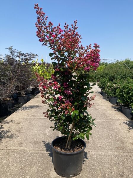 Lagerstroemia indica 'Braise d'été' / Indische Lagerströmie 'Braise d'été' im C20-Topf, 125-150 cm, mit rosa Blütenrispen und Knospen