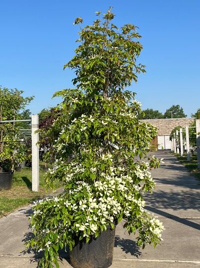 Hongkong-Hartriegel 200-250 cm - Cornus hongkongensis (1567064)