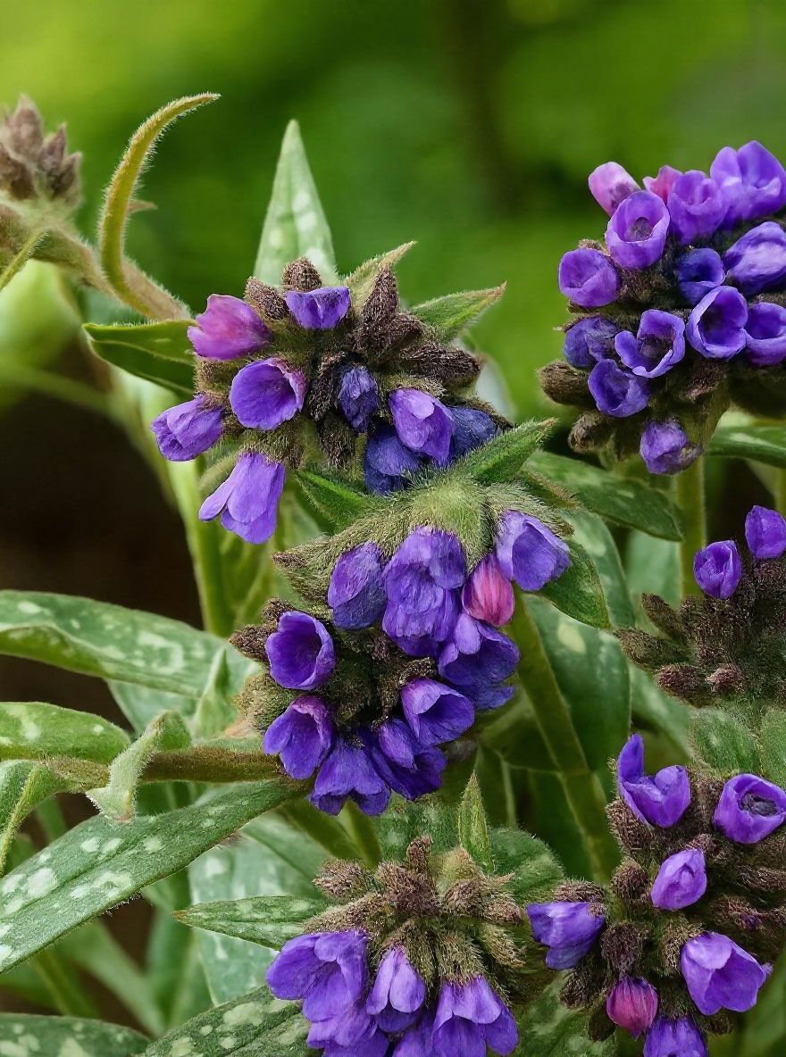 Lungenkraut 'E. B. Anderson' - Pulmonaria longifolia 'E. B. Anderson'