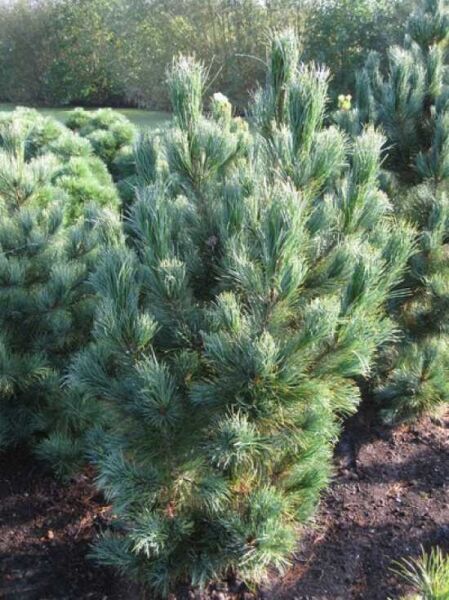 Pinus cembra 'Glauca' / Blaue Zirbel-Kiefer