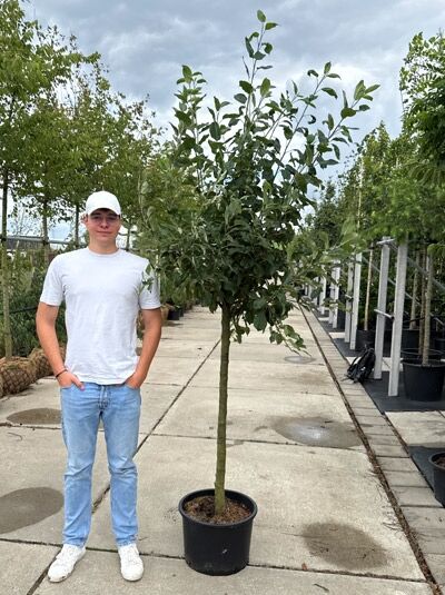 Malus domestica 'Elstar' / Apfel 'Elstar' Halbstamm 12-14 StU im Container, Jungbaum mit Stamm und grünen Blättern.