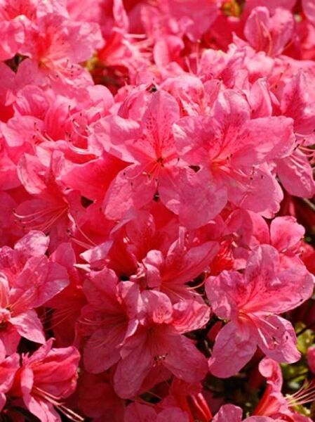 Japanische Azalee 'Jeanette' (Rhododendron obtusum) mit zahlreichen rosa Blüten in Nahaufnahme