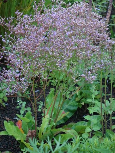 Blauer Strandflieder / Limonium latifolium