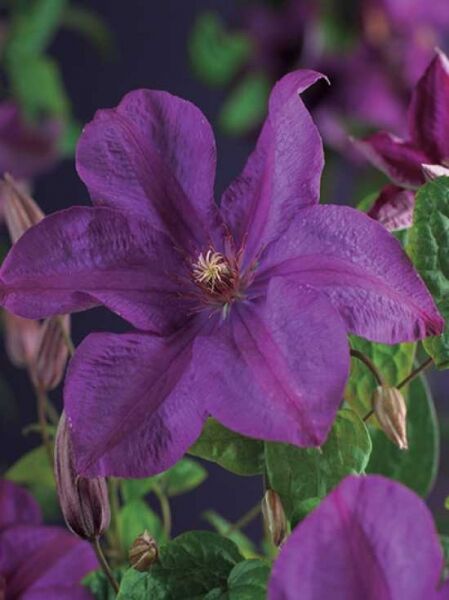 Waldrebe 'You are so Friendly' / Clematis Hybride 'You are so Friendly'