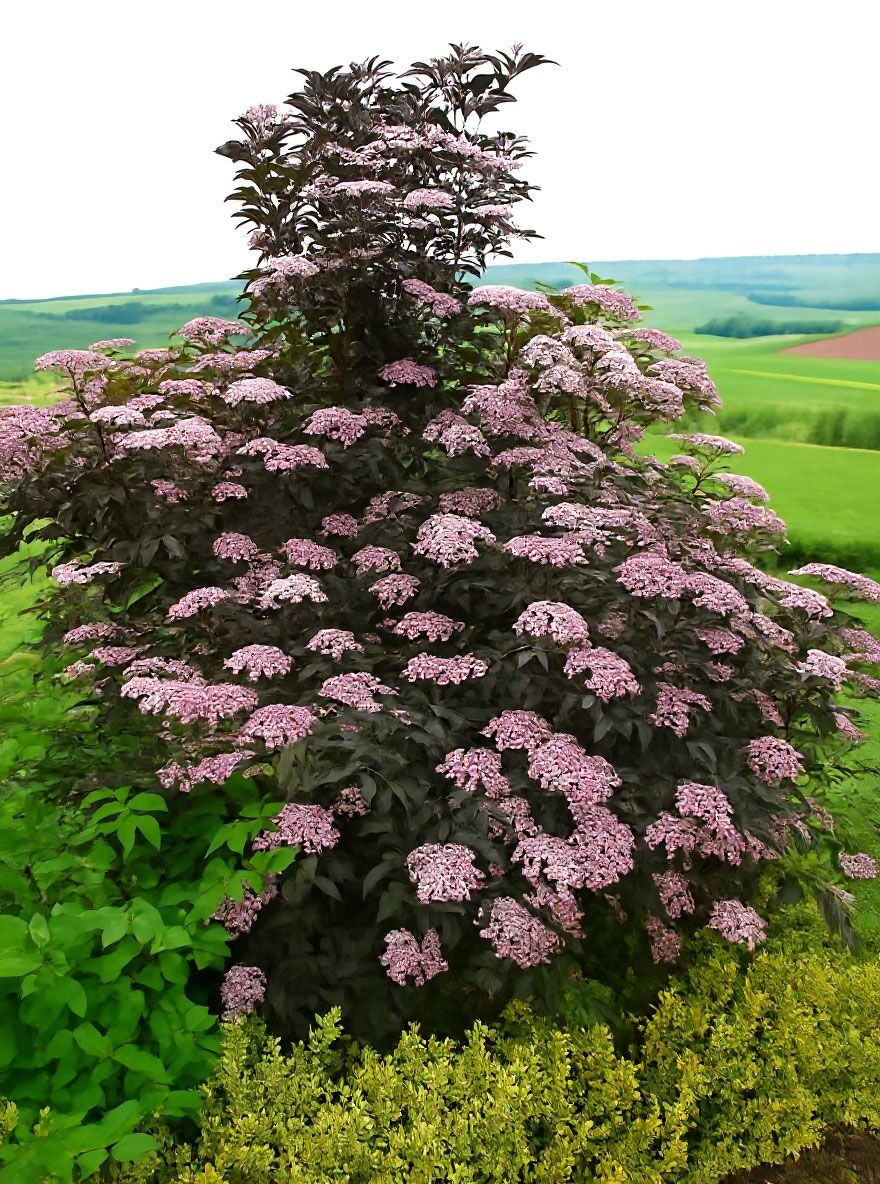 rotbl-ttriger-schlitz-holunder-black-lace-sambucus-nigra-black