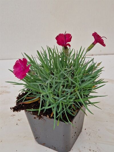 Pfingst-Nelke 'Badenia' (Dianthus gratianopolitanus 'Badenia') P9 mit pinkfarbenen Blüten im Topf und schmalen grünen Blättern