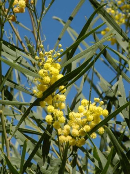 Immerblühende Akazie / Acacia retinodes
