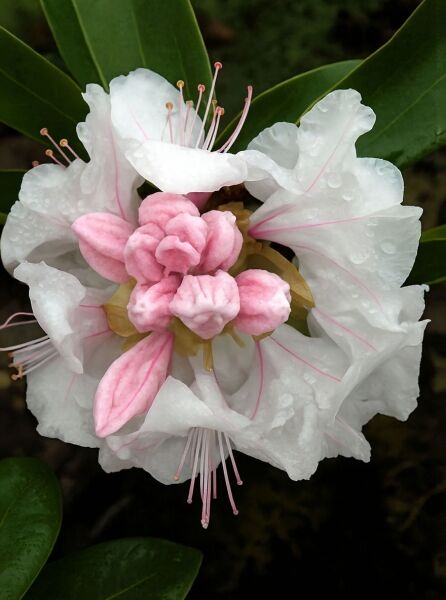 Rhododendron yakushimanum 'Yaku Queen' / Rhododendron 'Yaku Queen' mit weißer Blüte, rosa Knospen und grünen Blättern