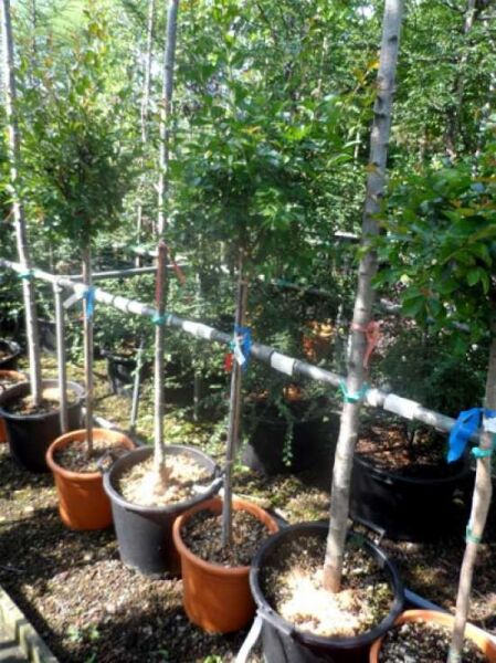 Lagerstroemia indica / Flieder des Südens, Indische Lagerströmie, Kreppmyrte rosa Blüte, 100 cm Stamm, C15 im Container